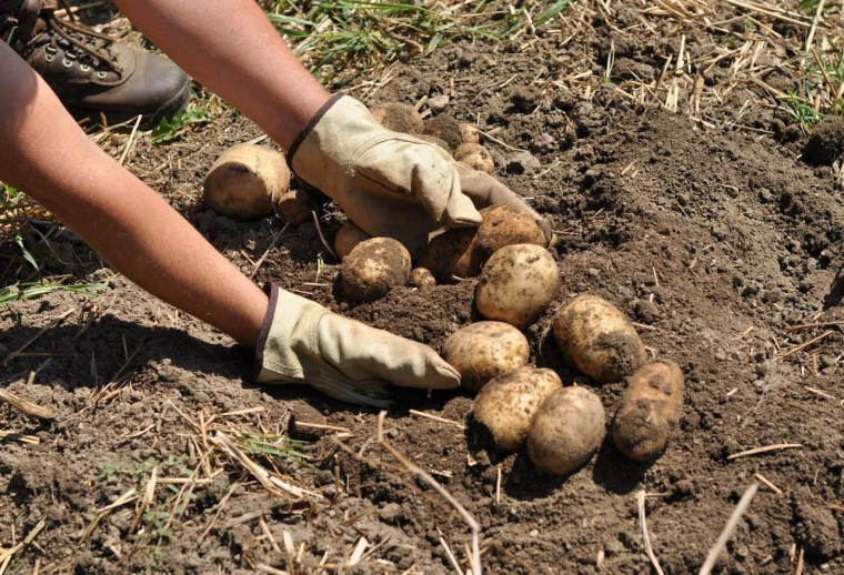 План по посадке картофеля на Ставрополье выполнен на 60%.